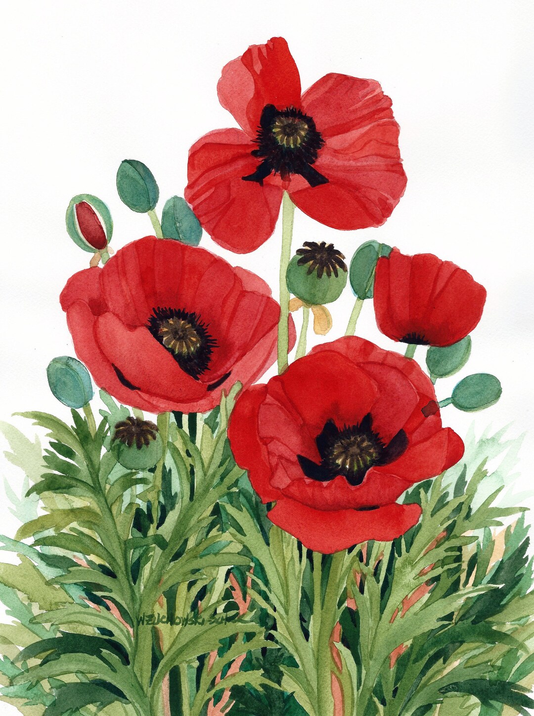 Red Poppy Field Original Watercolor Painting by Wanda Zuchowski