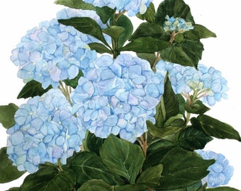 Blue Hydrangea Watercolor Garden Reproduction