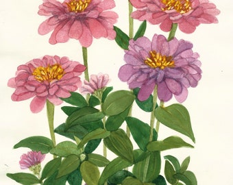 Pink and Purple Multicolor Zinnia Array Reproduction of an Original Watercolor by Wanda Zuchowski-Schick