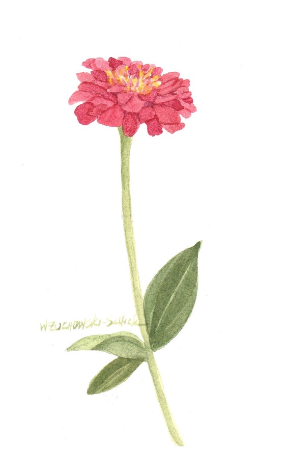 ジョアン アイザック(Joanne Izaac)「Zinnias」 好きに ♯◎貴重レア!? Amazon.co.jp: 肉筆 zinnia ジョアン