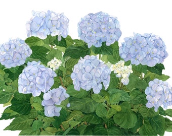 Blue Hydrangeas Watercolor Garden