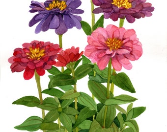 Multicolor Zinnias Original Watercolor Painting 11x15 by Wanda's Watercolors