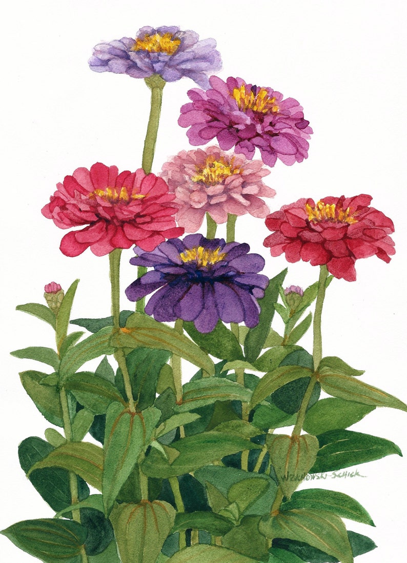 Zinnia Blank Note Cards 5 X 7 Pack of Five Watercolor Reproductions