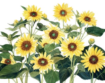 Sunflower Blank Note Cards 5 x 7 Pack of Eight Watercolor Reproductions with Envelope