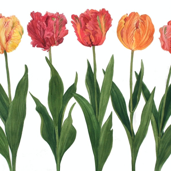 Parrot Tulip - Etsy