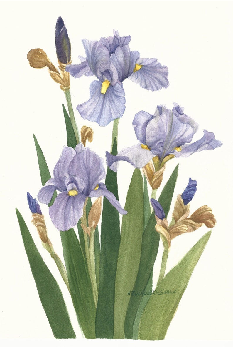 Iris Field Watercolor Garden Original Painting - Etsy