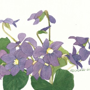 Tarjetas de notas en blanco violeta, 5 x 7, paquete de cinco reproducciones de acuarela con sobre