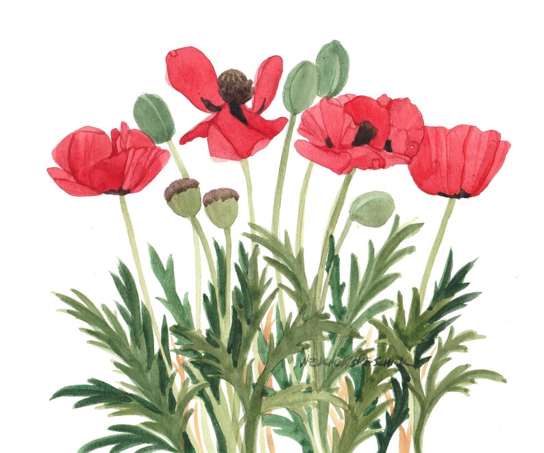 Rote Mohnblume Grußkarten, Set aus fünf Aquarellen Bild 4