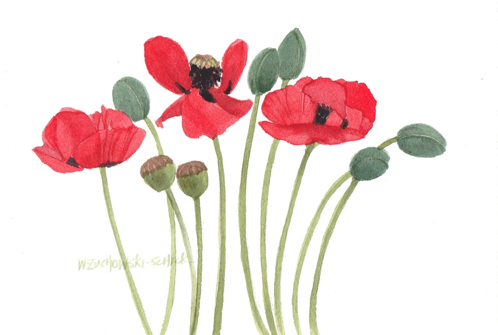 Poppy original