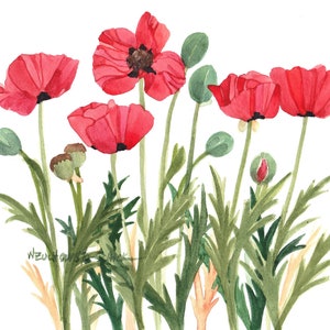 Rote Mohnblume Grußkarten, Set aus fünf Aquarellen Bild 5