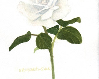 White Rose Original Watercolor