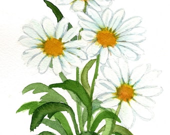 Perfect Mother's Day White Daisies Original Watercolor 5 x 7 by Wanda's Watercolors