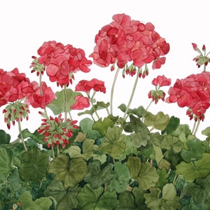 Rote Geranien Aquarell Reproduktion