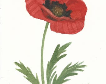 Red Poppy Original Watercolor