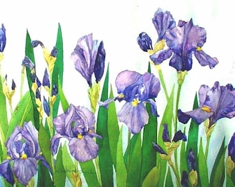 Iris Field Watercolor Garden