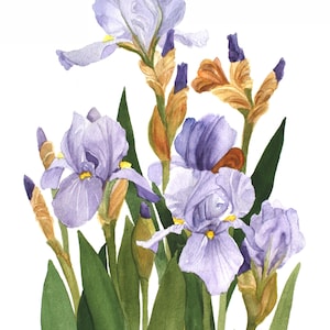 Lot de 5 x 7 cartes de correspondance vierges Iris de huit reproductions aquarelles avec enveloppe