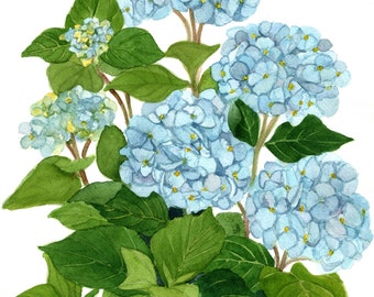 Mother's Day Blue Hydrangeas Group Original Watercolor by Wanda Zuchowski-Schick