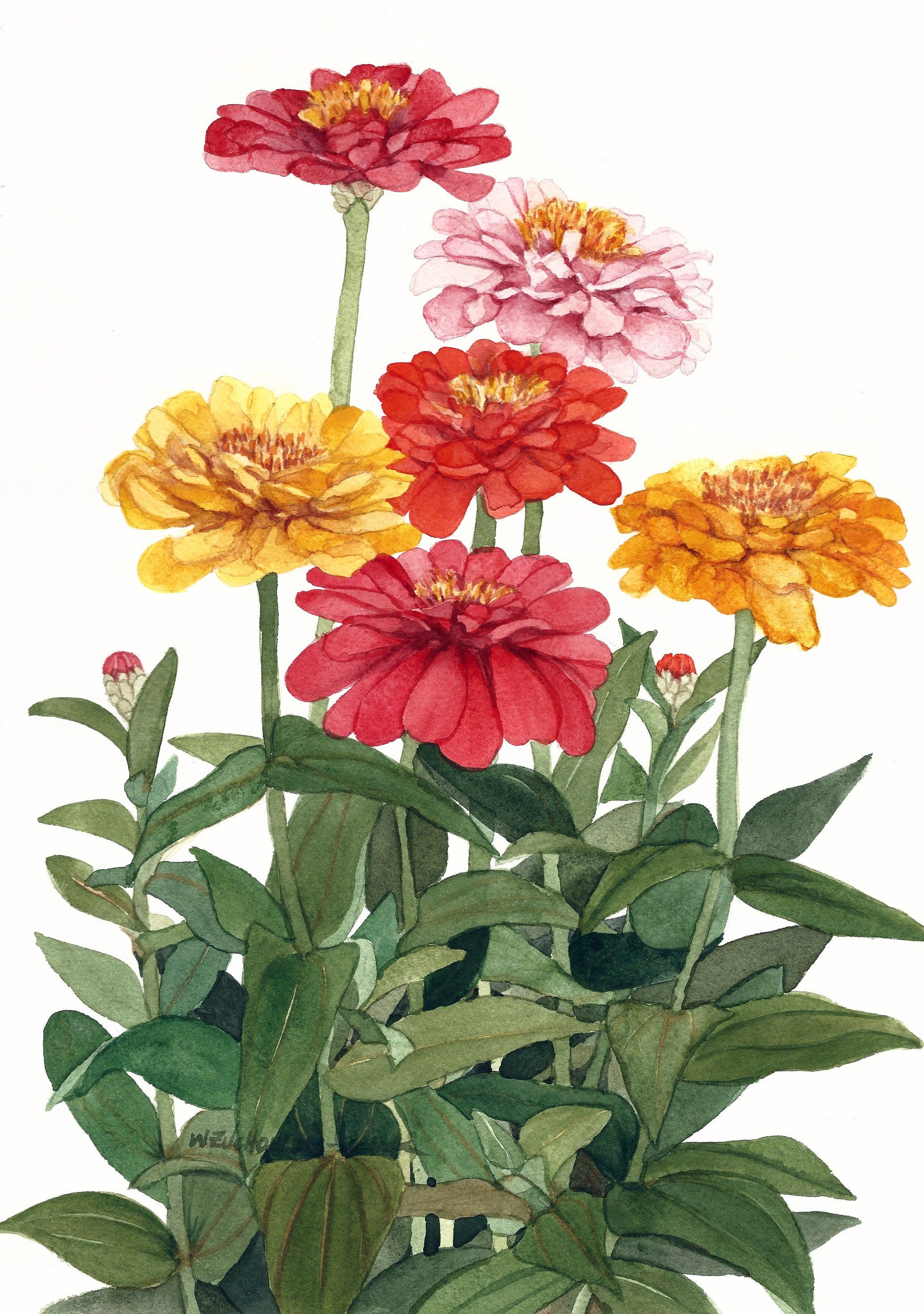 Multicolor Zinnia Group Watercolor Reproduction by Wanda Etsy