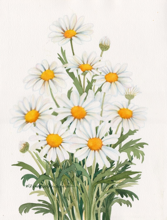 White Daisies Original Watercolor Painting 11x15 by Etsy
