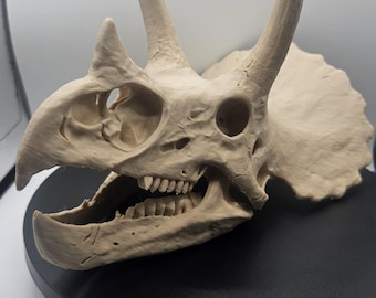 Triceratops Dinosaur Skull Replica – Large 3D Printed Fossil Display, Paleontology Decor