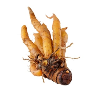 May include: A fingerroot rhizome featuring a dark brown, textured base with several elongated, light tan, finger-like projections extending upward. The surface of the root shows natural ridges, small fibrous root hairs, and a firm, organic structure.