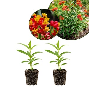 May include: Two young milkweed plants with green leaves and exposed root balls, accompanied by a circular inset showing clusters of vibrant orange and yellow flowers on a mature plant with a butterfly visible in the background.