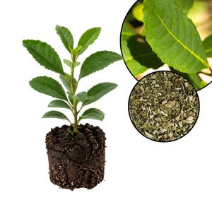 May include: A young green plant with serrated leaves growing from a cylindrical root ball of dark soil. Two circular insets show a close-up of a single vibrant green leaf with visible veins and a pile of dried, chopped herbal plant material.