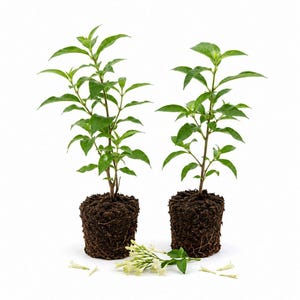 Set of 2 Night Blooming Jasmine Live Starter Plants, 4 Inch Tall, Soil Plug No Pot, Fragrant Night Blooming Plant for Indoor Outdoor Garden
