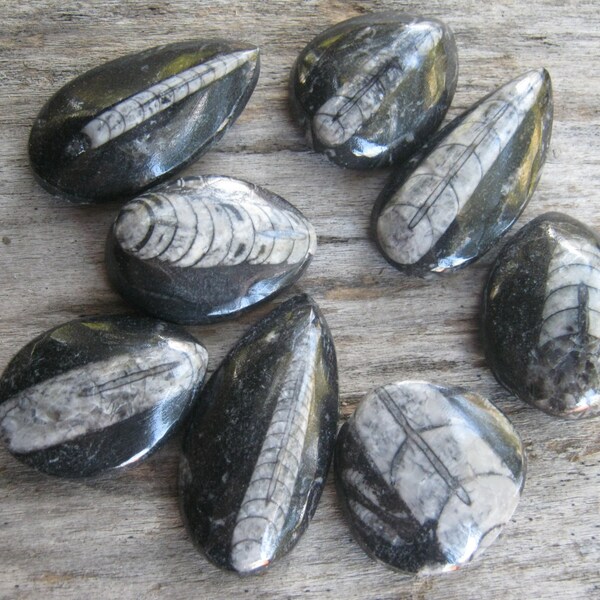 1 (One) Orthoceras Fossil, 1-1 3/4 inches, Small Orthoceras Specimen, Whole Morroccan Fossilized Squid, Fossil Cabochon