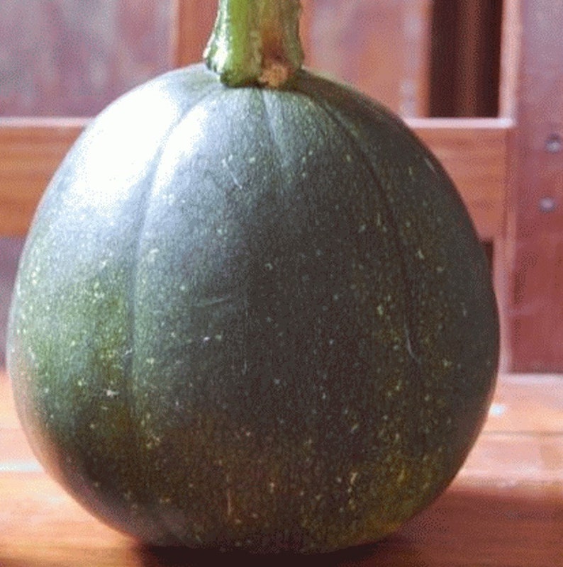 Sweet TATUME SQUASH Cucurbita Pepo Calabash Calabacita Mexican Etsy