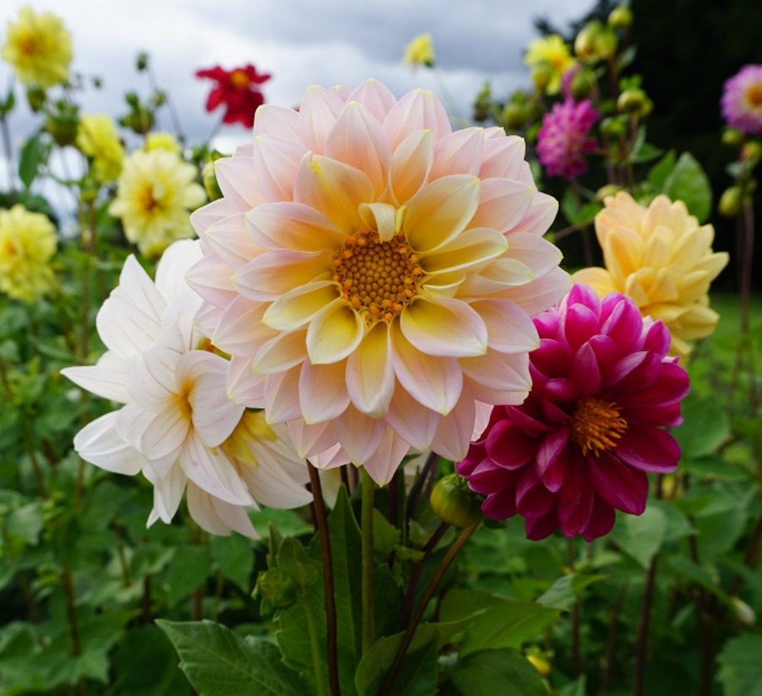 Dahlia Showtimeshowpiece Flower 30 Seeds Etsy