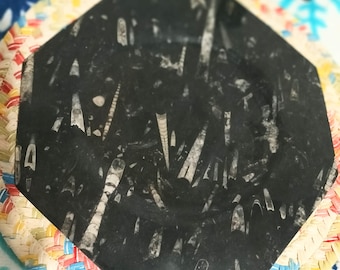 Polished Black Marble Orthoceras Fossil Slab Plate, Moroccan Origin, 12"x12"