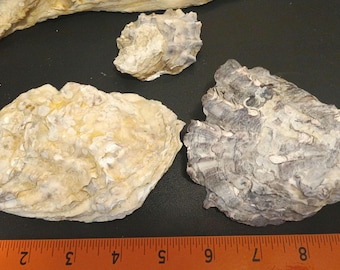 Conchas fosilizadas de ostra gigante del Pacífico.