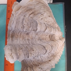Op de afbeelding: Grote, getextureerde clamshell met een crème- en bruin kleurenpalet. De schelp heeft een golvend, geribbeld patroon en meet ongeveer 28 cm in lengte. De schelp is geplaatst op een turquoise oppervlak met een oranje liniaal ter schaal.