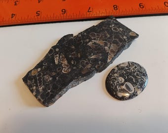 Turritella slab and cab for your jewelry and fossil collection.