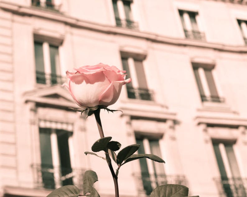 Blush Pink Wall Art Paris Photography Gallery Wall Set Etsy