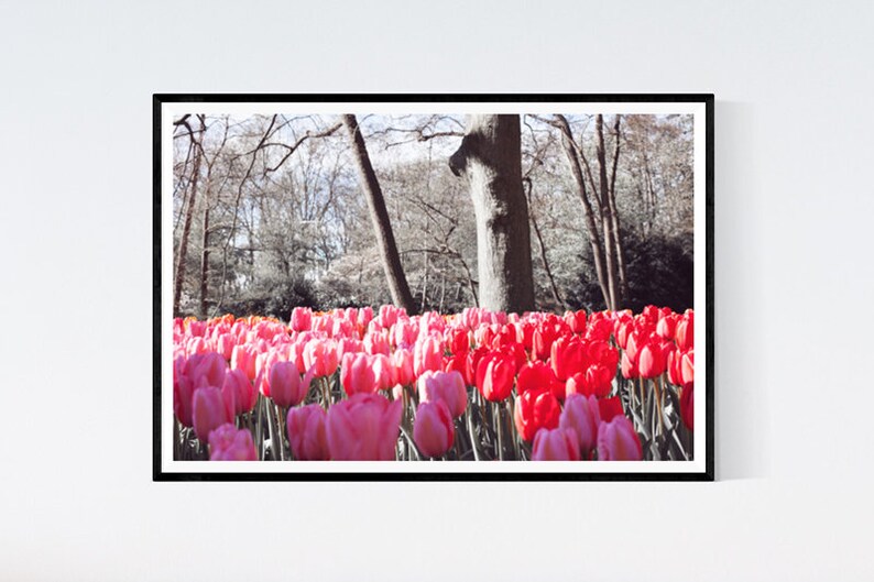 Netherlands Wall Art Prints Europe Photography Prints Tulip Etsy