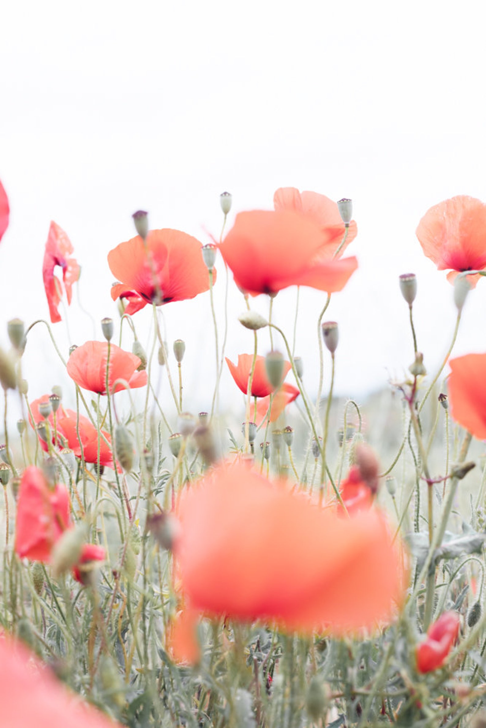 Provence Wall Art Prints Europe Photography Prints France Etsy