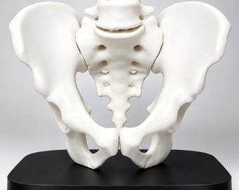 Human Pelvis Model | Anatomical Study Tool