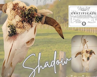 Authentic European Highland Steer Skull