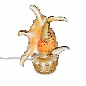 May include: A table lamp crafted from a large, natural conch shell with a spiraled, textured exterior in shades of tan and brown. The interior of the shell glows with a warm orange light, and a thin white electrical cord extends from the base.