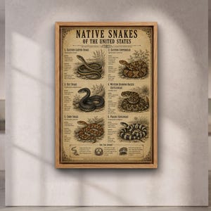 Op de afbeelding: Een ingelijste educatieve poster getiteld NATIVE SNAKES OF THE UNITED STATES met gedetailleerde illustraties en tekstbeschrijvingen voor zes slangensoorten, waaronder de kousenbandslang, koperkop, rattenslang, ratelslang, korenslang en koningsslang.