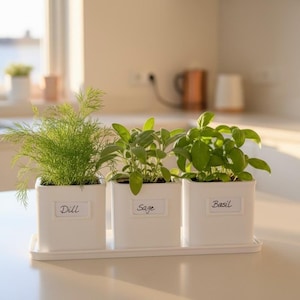 May include: Three white square ceramic planters arranged on a matching rectangular tray. Each planter features a white label with black text reading Dill, Sage, and Basil, containing fresh green dill, sage, and basil plants respectively.