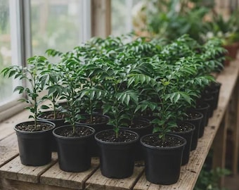 Bulk Live Curry Leaf Plants | Murraya Koenigii Edible Culinary Herb Tree | Fresh Aromatic Tropical Live Houseplant