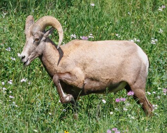 Wydruk fotografii dzikiej owcy bighorn, wystrój domu inspirowany naturą, rustykalna sztuka w domku