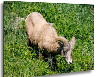 Wydruk fotografii dzikiej owcy bighorn, wystrój domu inspirowany naturą, rustykalna sztuka w domku