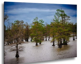 Fotografia z bagien cedrowych, wydruk, sztuka ścienna z krajobrazem bagiennym, dekoracja artystyczna z drzewami naturalnymi