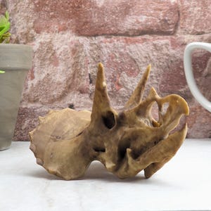 May include: A light brown, organic-shaped sculpture with a porous, weathered texture. The object features multiple pointed protrusions and irregular hollow openings throughout its structure, resembling a piece of driftwood or a natural fossilized form.