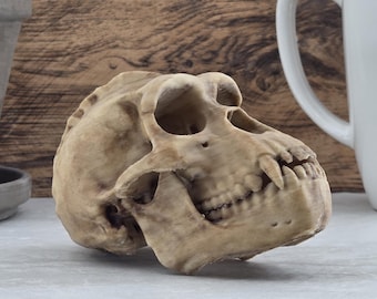 Bigfoot/Yeti Skull -- Hand-Painted Model