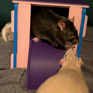 May include: A small, multi-colored wooden house for small pets featuring a purple roof, light pink walls, and blue accents. A dark brown rat stands at the entrance on a purple ramp, while a light tan rat faces it, and a white rat is visible behind.